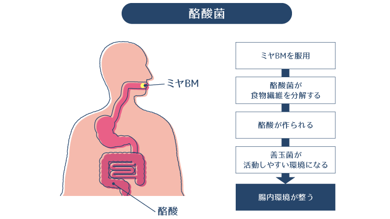 酪酸菌を摂取してから腸内環境が整うまでの流れの説明を説明した画像