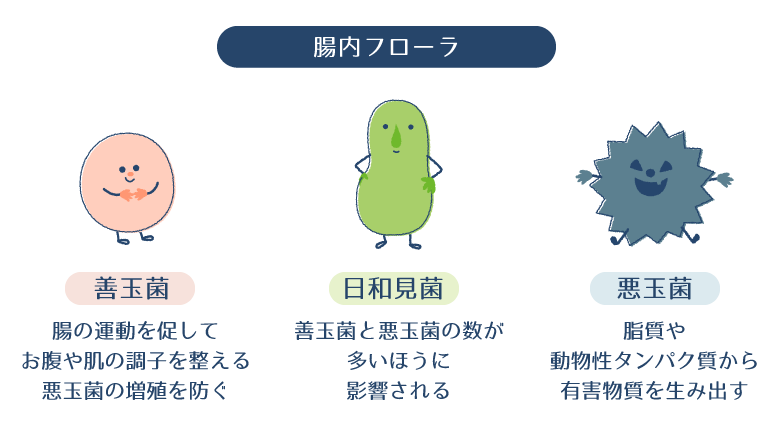 腸内フローラである善玉菌・日和見菌・悪玉菌の特徴をそれぞれ説明した画像