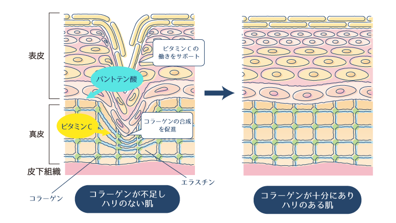 ビタミンCとパントテン酸がコラーゲン生成に作用し、肌にハリをもたらす図