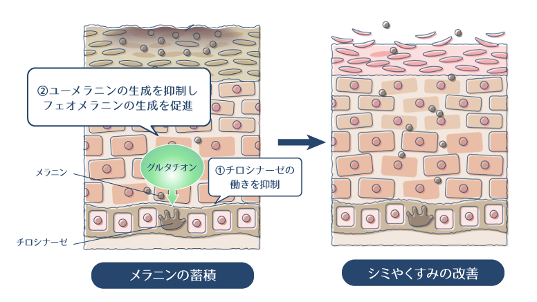 グルタチオンの、「チロシナーゼの働きを阻害しメラニンの生成を抑制する作用」と「ユーメラニンの生成を抑制し、フェオメラニンの生成を促進する作用」を表した図。