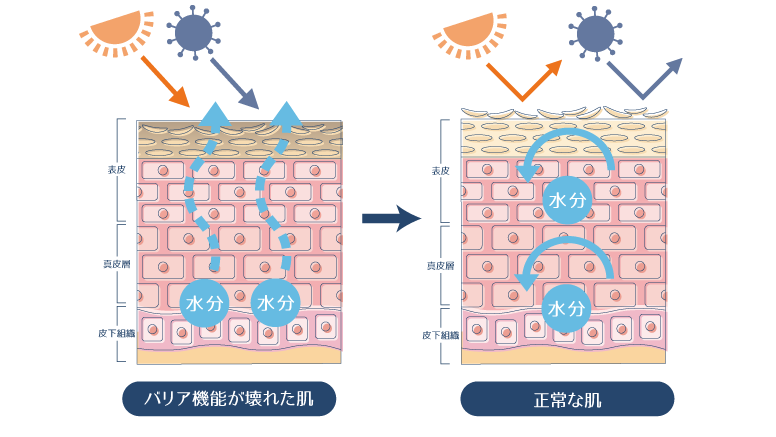 バリア機能が壊れた肌は、外部刺激のダメージを受けて乾燥するが、バリア機能が正常な肌は、外部刺激のダメージを受けず、保水されることを示した図。
