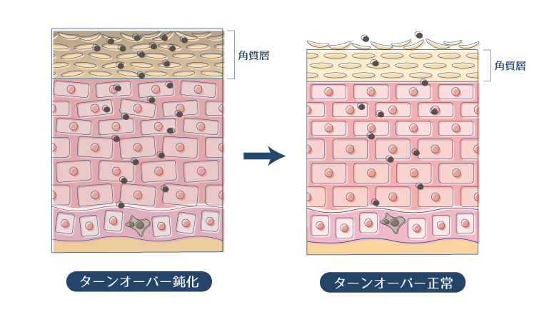 ターンオーバーが正常に機能することで、肌に蓄積されたメラニンが排出されることを示した図。
