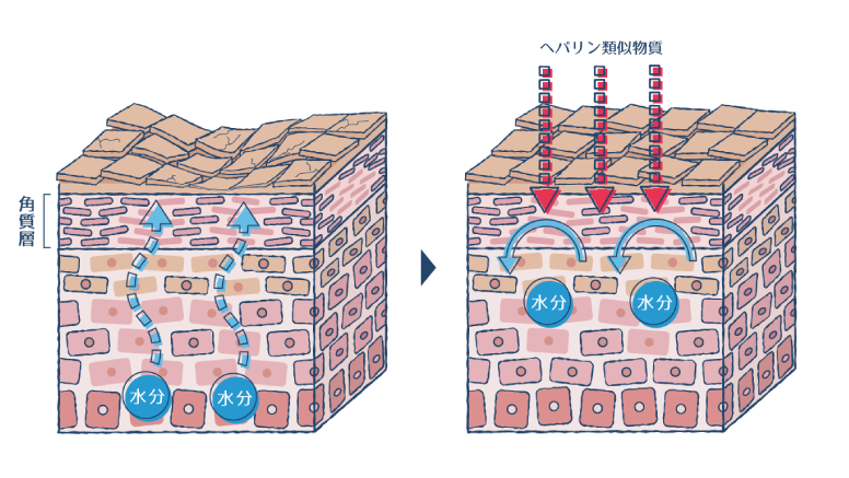 ヘパリン類似物質の外用により、肌内部で水分が保持される様子を示した図。