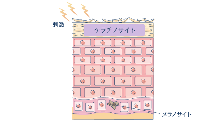 ケラチノサイトが産生したプラスミンがメラノサイトにメラニンの生成を指示する様子を示した図。