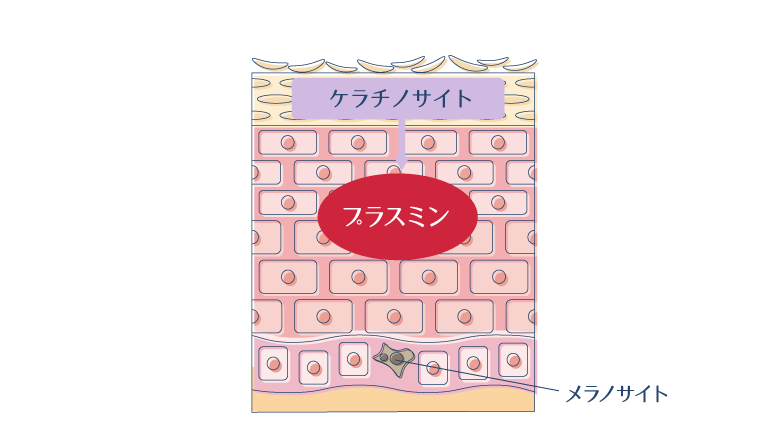 ケラチノサイトが、タンパク質であるプラスミンを産生する様子を示した図。