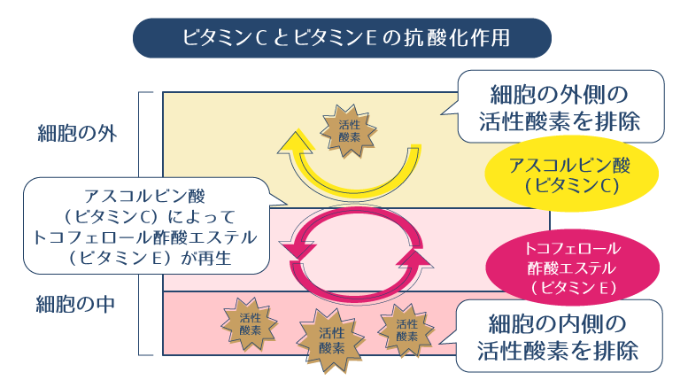アスコルビン酸が細胞の外側の活性酸素を、トコフェロール酢酸エステルが細胞の内側の活性酸素を排除する作用の様子を示す図