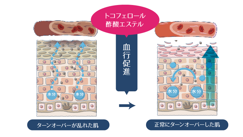 トコフェロール酢酸エステルが血行を促進することで、肌のターンオーバーが整い、肌の保水力が高まる様子を示した図。