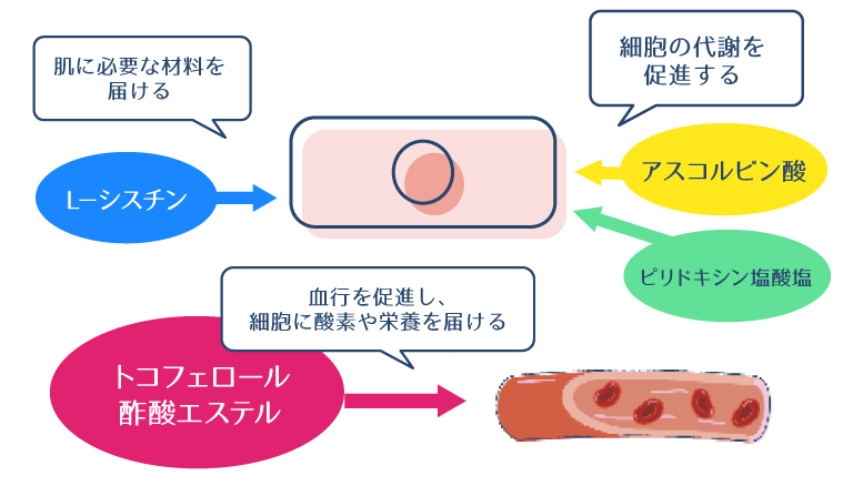 L-シスチンが細胞に肌に必要な材料を届ける、アスコルビン酸・ピリドキシン塩酸塩が、細胞の代謝を促進する、トコフェロール酢酸エステルが血行を促進し、酸素や栄養を届けることを示した図。