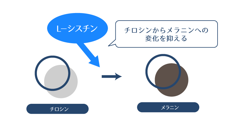 L-シスチンが、チロシンからメラニンに変化することを抑えることを示した図。