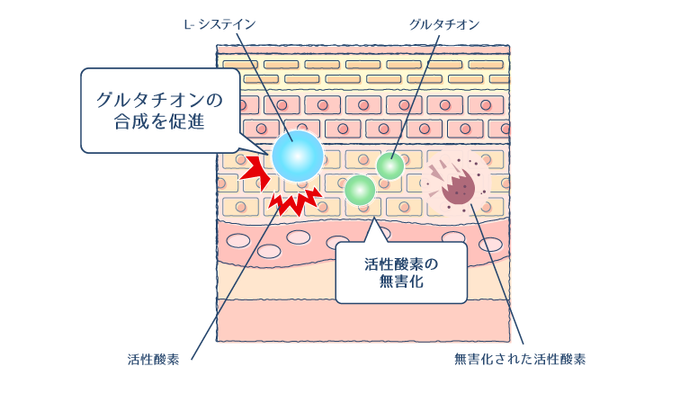 L−システインがグルタチオンの合成をサポートし、活性酸素を除去・無害化する図