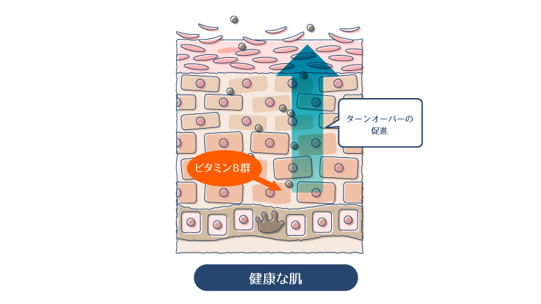 ビタミンB群が肌のターンオーバーを促進することで、肌荒れを予防し、健やかな肌質へと変化することを示した図。