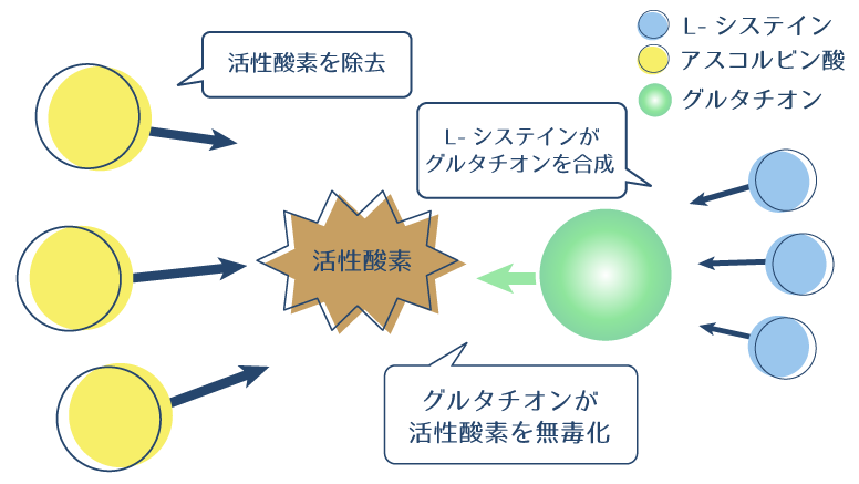 アスコルビン酸が活性酸素を除去し、L-システインが合成したグルタチオンが活性酸素を無毒化することを示した図。