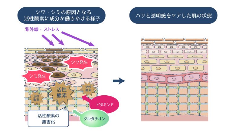 アスコルビン酸がメラニンの無色化・生成を抑制し、パントテン酸がターンオーバーを正常化することでくすみを改善する図