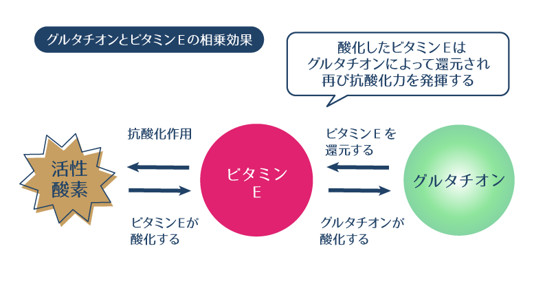 抗酸化作用を発揮したことで酸化してしまったビタミンEを、グルタチオンが還元することでさらなる抗酸化作用をサポートする図