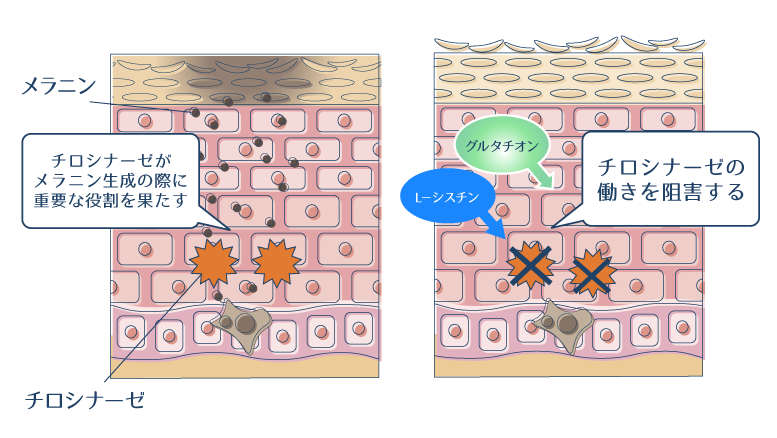 L−シスチンとグルタチオンがチロシナーゼの働きを阻害することでメラニンの生成を抑えることを示した図。