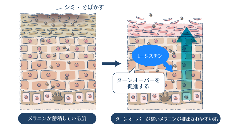 L-シスチンが肌のターンオーバーを促進することで、メラニンが排出されやすくなることを示した図。