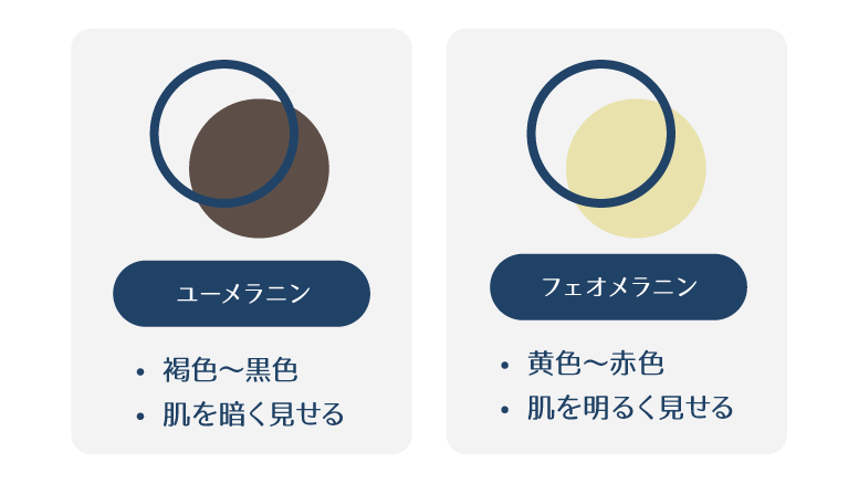 メラニンには、肌を黒く見せる「ユーメラニン」と肌を明るく見せる「フェオメラニン」の2種類があることを説明した図。