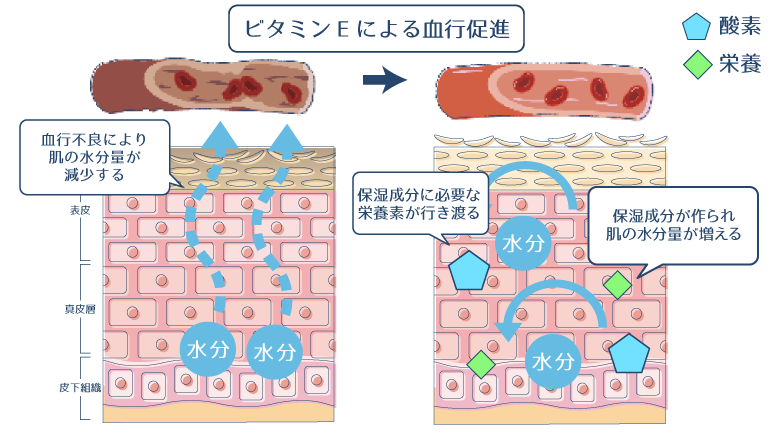 ビタミンEが血行を促進することで、保湿成分に必要な栄養素が行き渡り、肌の水分量が増えることを示した図。
