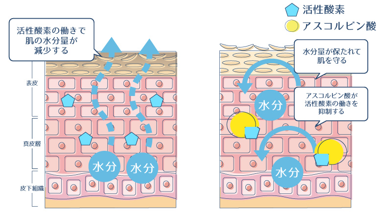 アスコルビン酸が、肌の水分量を減少させる活性酸素の働きを抑制することで、肌の水分量が保たれることを示した図。