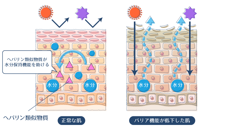 ヘパリン類似物質が水分保持機能を助けることで、肌のバリア機能を正常に保つことができることを示した図。