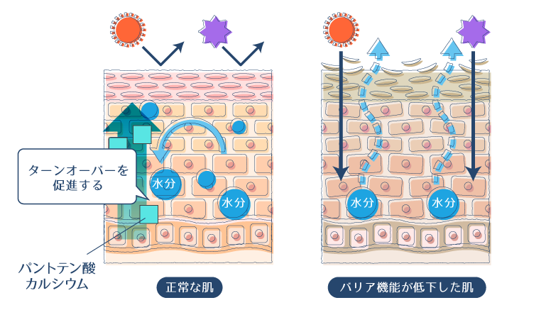 パントテン酸カルシウムが肌のターンオーバーを促進することで、バリア機能を正常に保つことができることを示した図。