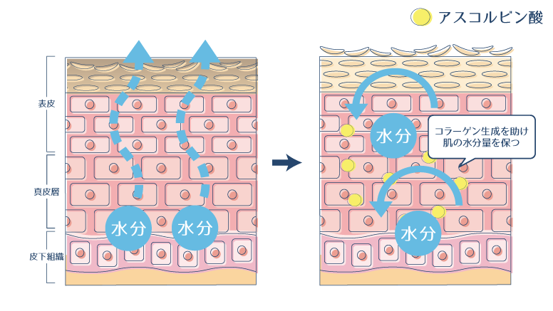アスコルビン酸がコラーゲン生成を助けることで、肌の水分量を保つことができることを示した図。