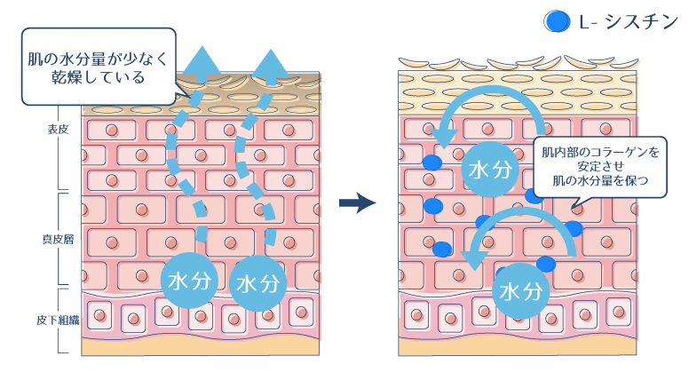 L-シスチンが、肌内部のコラーゲンを安定させることで、肌の水分量を保つことができることを示した図。