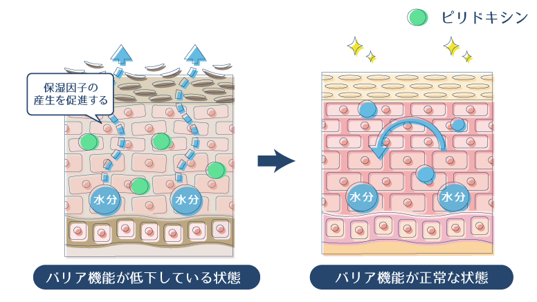 ピリドキシンが保湿因子の産生を促進することで、肌のバリア機能を強化する図