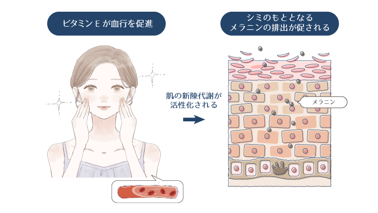 ビタミンEが血行を促進することで、メラニンの排出が促され、シミが改善される図