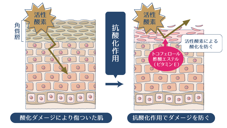トコフェロール酢酸エステルの抗酸化作用により、活性酸素による酸化ダメージを防ぐ図