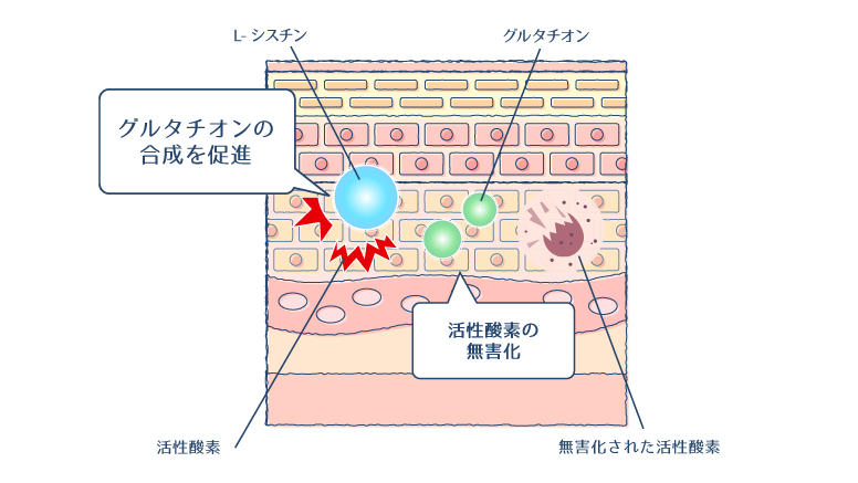 L−シスチンがグルタチオンの合成をサポートし、活性酸素を除去・無害化する図