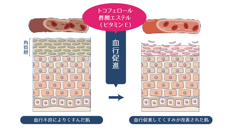 トコフェロール酢酸エステルが血行を促進することで、血行不良によりくすんでいた肌が改善されることを示した図。