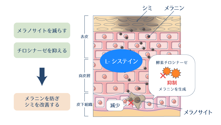 L-シスチンが黒色メラニンの無職化に働き、メラニンのバランスを整えたり、メラニン生成を促進する酵素を抑えることで、メラニンを防ぐ様子を示す図