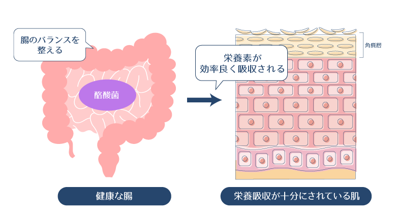 酪酸菌が腸のバランスを整えることで、栄養素が効率よく吸収され、肌の調子が整うことを示した図。