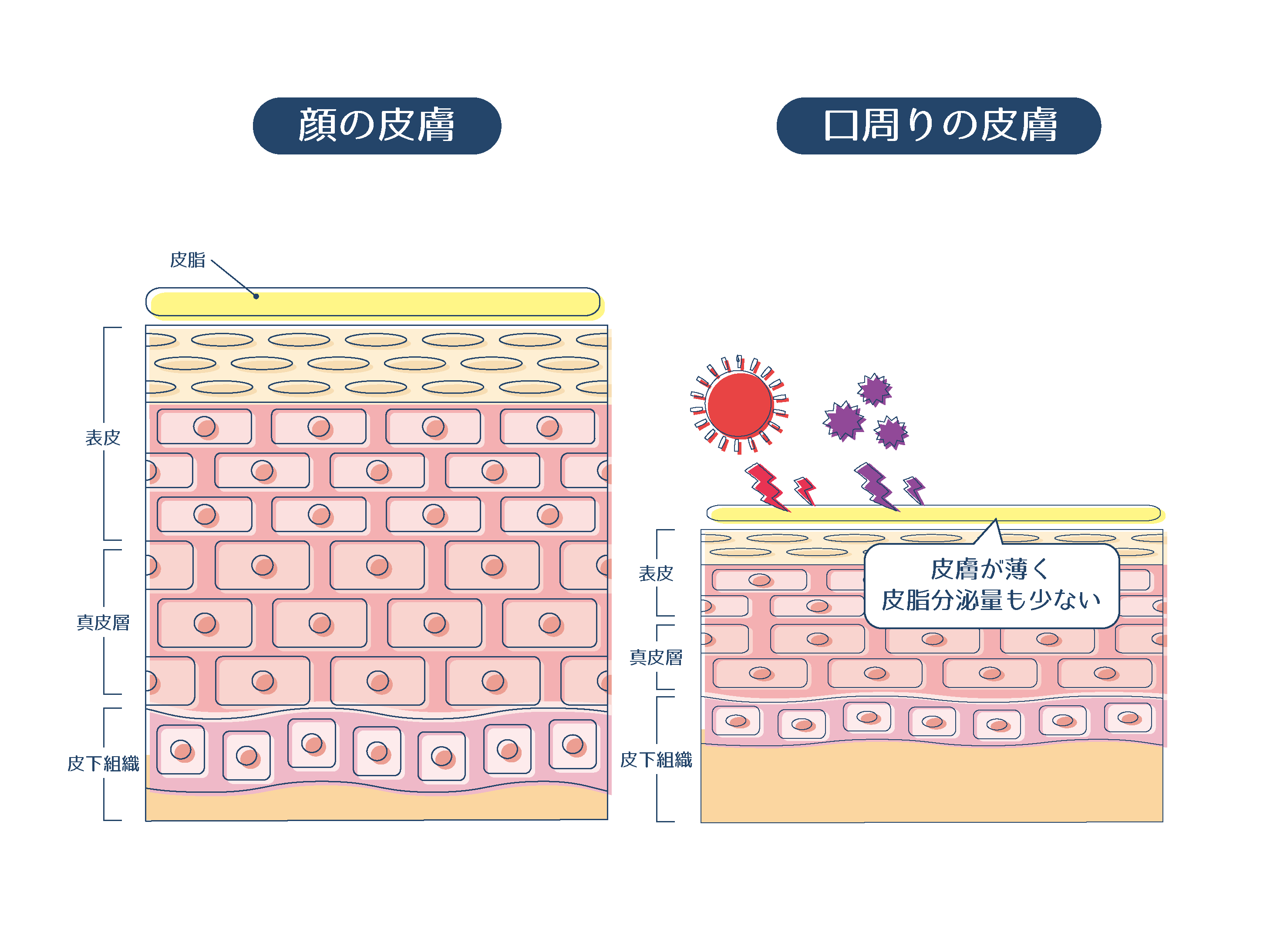 顔と口周りの皮膚を比較している画像