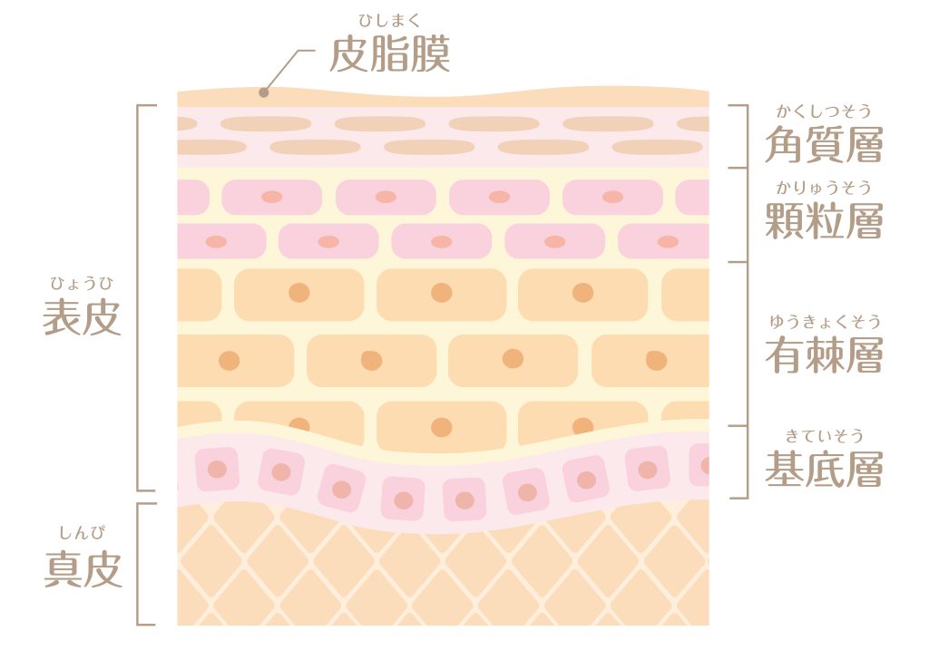 【皮膚科医監修】「皮膚の構造」をわかりやすい画像付きで解説! | ハダメディア by BIHADADO.TOKYO