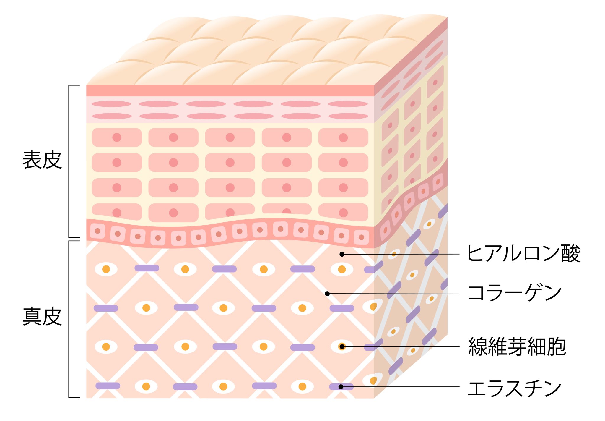 【皮膚科医監修】「皮膚の構造」をわかりやすい画像付きで解説！ ハダメディア By Bihadadotokyo 