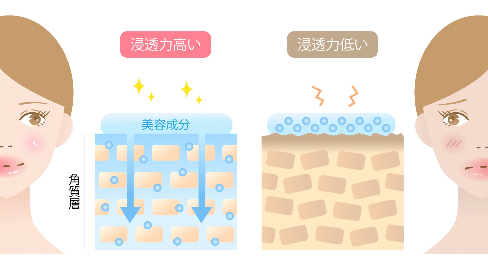 【皮膚科医監修】「皮膚の構造」をわかりやすい画像付きで解説! | ハダメディア by BIHADADO.TOKYO