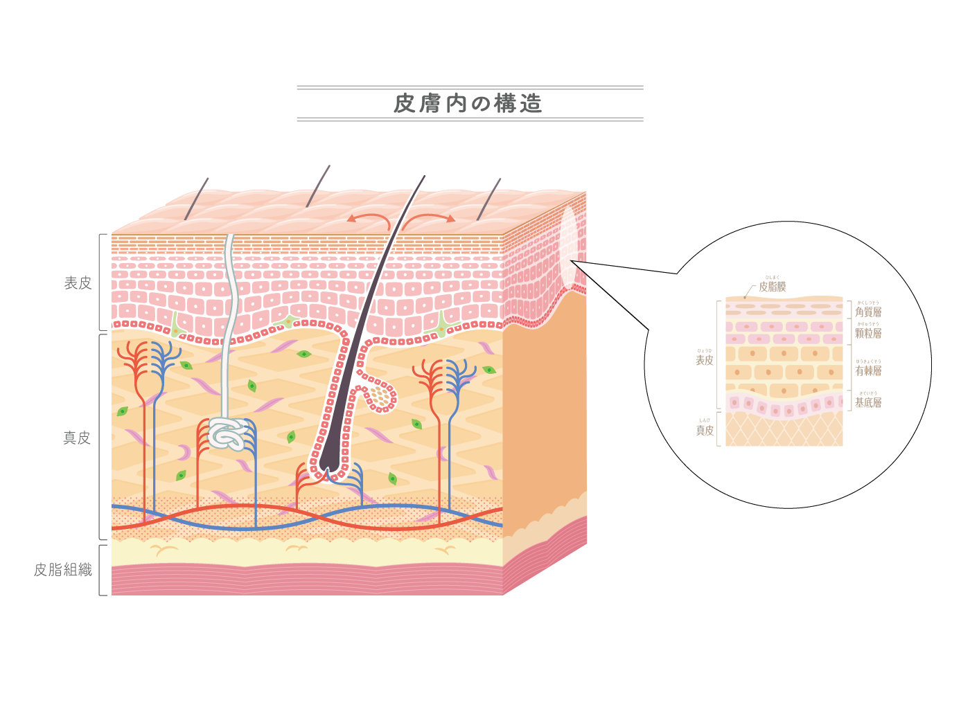 【皮膚科医監修】「皮膚の構造」をわかりやすい画像付きで解説！ | ハダメディア by BIHADADO.TOKYO