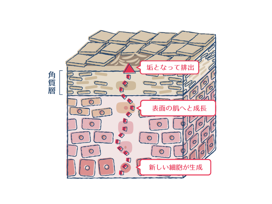 顔の皮膚がポロポロむけるのは何の病気？かゆみ・赤みの原因と対処法を解説！ | ハダメディア by BIHADADO.TOKYO