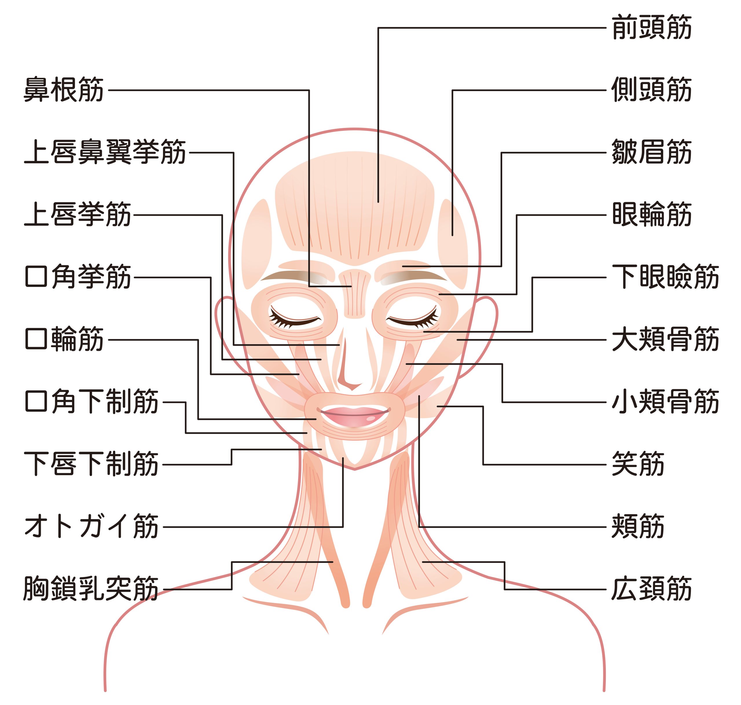 表情筋