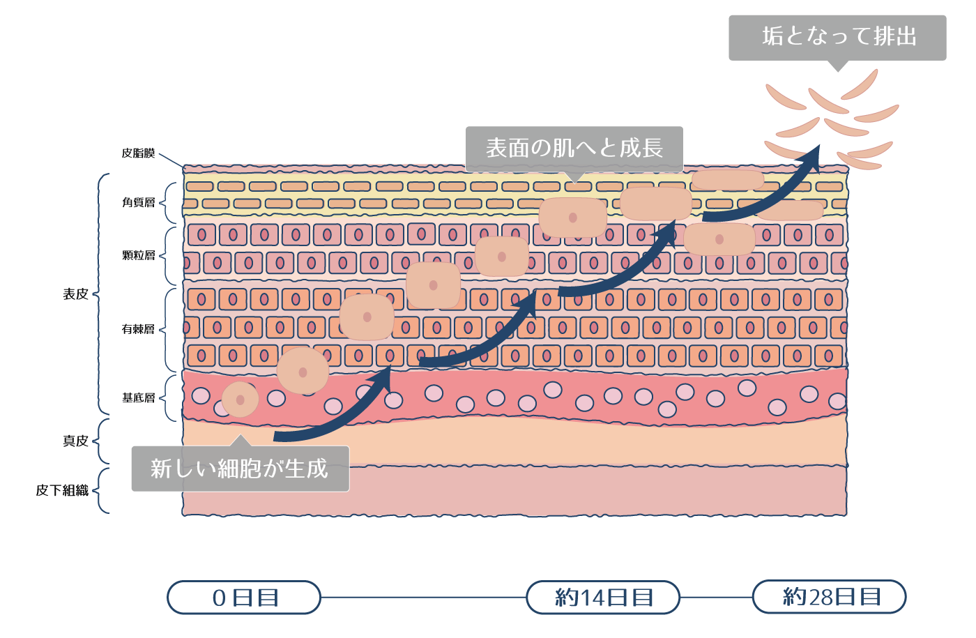 ターンオーバーの周期を肌構造で表している画像