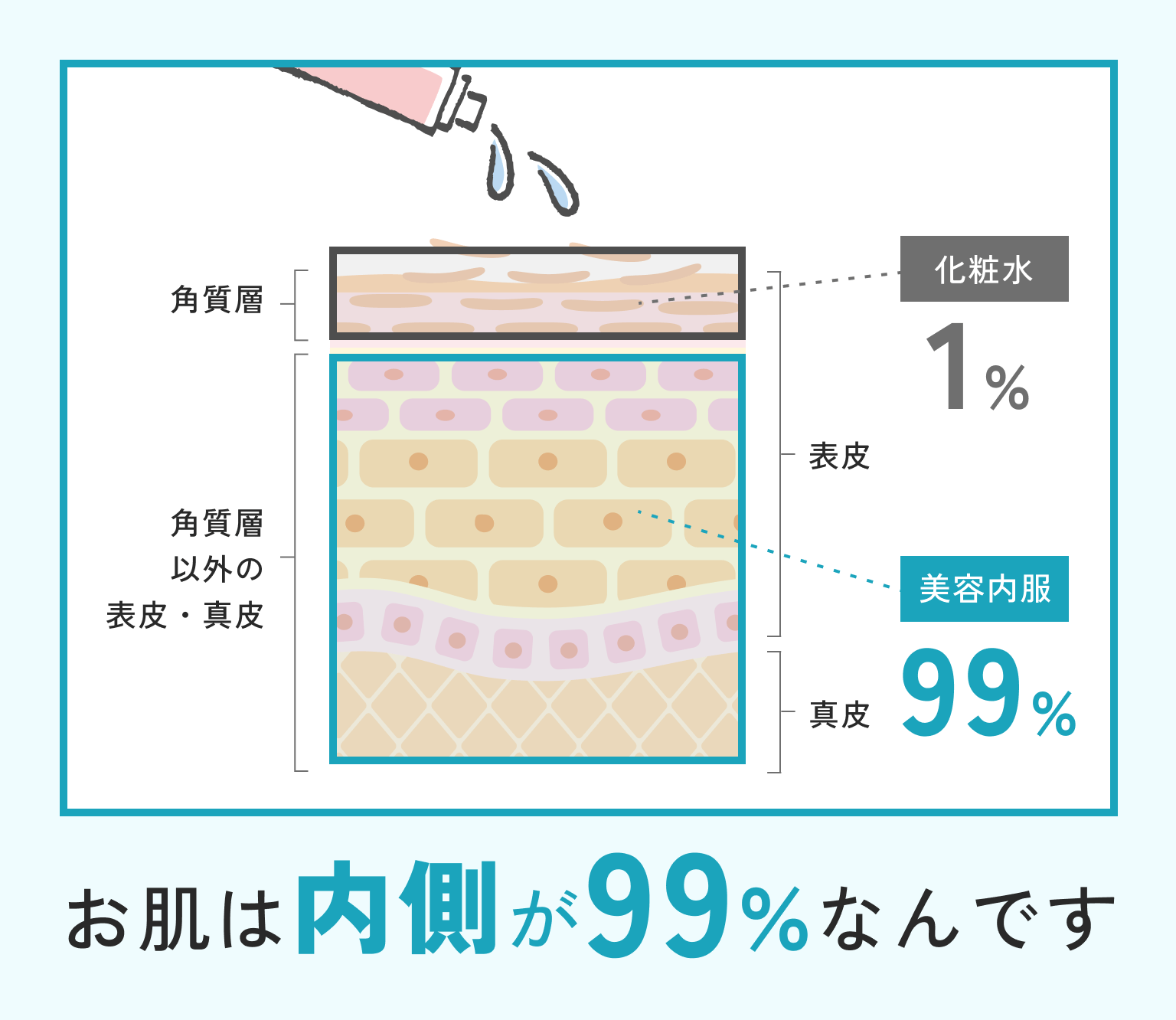 お肌は内側が99％なんです